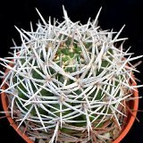 Gymnocalycium castellanosii ferocius DSC_1147.JPG